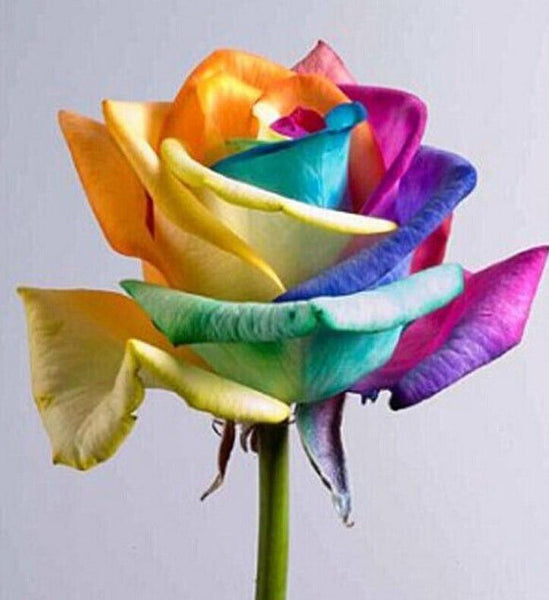 rainbow-rose  Ultra-Rare Rainbow Rose Seeds - 100 Seed Pack – Introvert Palace