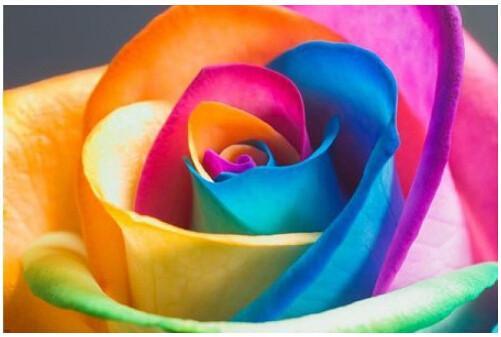 rainbow rose seeds real Ultra-Rare Rainbow Rose Seeds