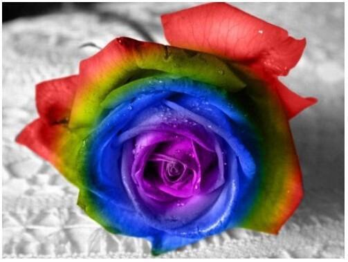 rainbow rose seed planting Ultra-Rare Rainbow Rose Seeds