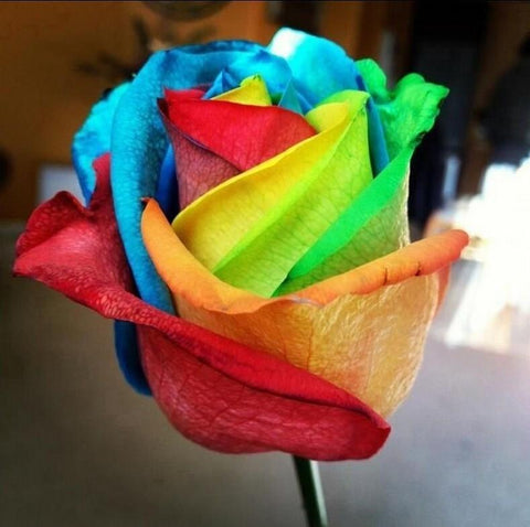 Ultra-Rare Rainbow Rose Seeds - 100 Seed Pack