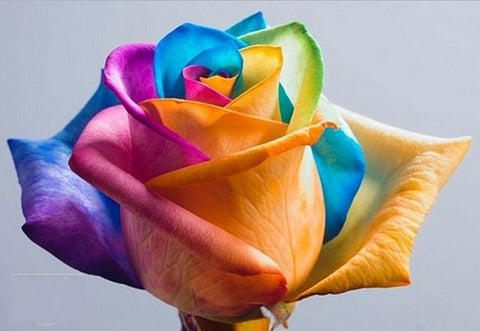 Ultra-Rare Rainbow Rose Seeds - 100 Seed Pack